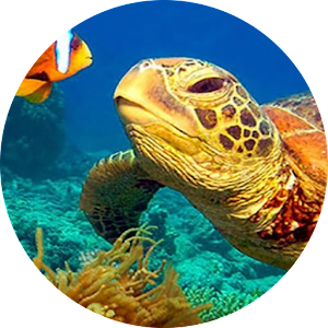 NatGeo Wild HD icon