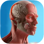 Anatomy Game Anatomicus Pro icon