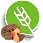 अळू सुरण लागवड #Agrownet™ icon