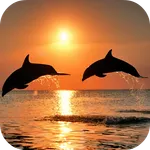 Video Wallpapers: Amazing Dolp icon