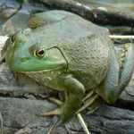 American Frog Sounds icon