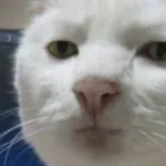 HttpCat icon