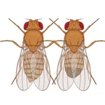 X fly icon