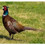 Shoot Captain - Pro icon