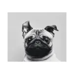 Hello Pet icon
