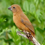 Canto Azulão Fêmea icon