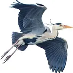 Blue Heron Sound icon