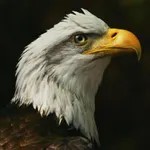 Eagle Sound icon