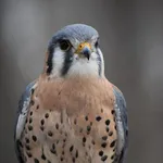 Kestrel Sound icon