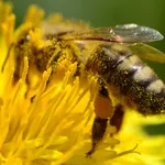 beeQuiz - English icon