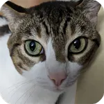 GatoMauya icon