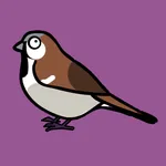 Bird Bingo - Bird Watching UK icon