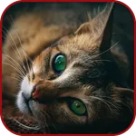 Unique Animal Videos icon