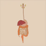 Manual de Fisiología Digestiva icon