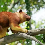 Tree Kangaroo icon
