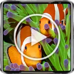 Clownfish Live Wallpaper 4K icon
