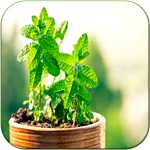 Cura pelas Plantas icon