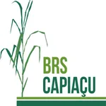 BRSCapiaçu icon