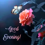 Good Evening Images & Quotes icon