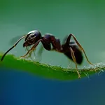 Ant Wallpaper icon