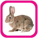 Learning animals - Flashcards icon