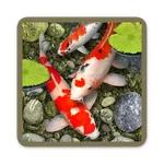 Koi Fish Wallpapers icon