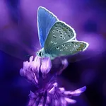 Butterflies Live Wallpaper icon