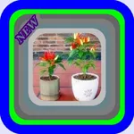 Cabe Rawit cultivation in poly icon