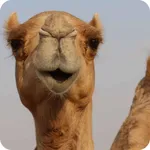 Camel Wallpaper icon