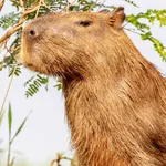 Capybara Wallpaper icon