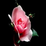 Pink Aesthetic Live Wallpaper icon