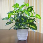 Creative Ornamental Plant Idea icon