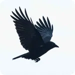 Crow Wallpaper icon