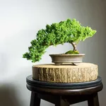 DIY Bonsai icon