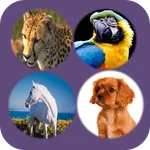 Color Animals 4 Doodle Scratch icon