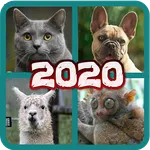 Animals Pictures Quiz Dog, Cat icon