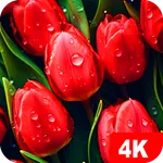 Flowers Wallpapers 4K icon