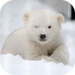 POLAR BEAR WALLPAPER icon
