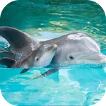 Dolphin. Animals Wallpapers icon