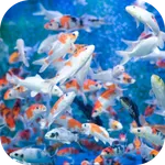 Cute Fish. Animals Wallpapers icon
