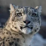 Snow Leopard Wallpaper icon