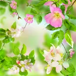 Gentle Flowers Live Wallpaper icon