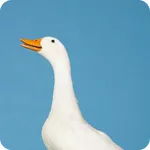 Goose Wallpaper icon