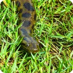 Green Anaconda Wallpaper icon