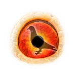 Pigeon Pedigree icon