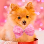 Cute Wallpapers icon