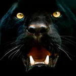 Panther Wallpapers icon
