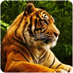 Tiger Wallpapers icon