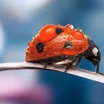 Ladybug Live Wallpaper icon