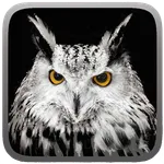 Owl Hunting Journey icon